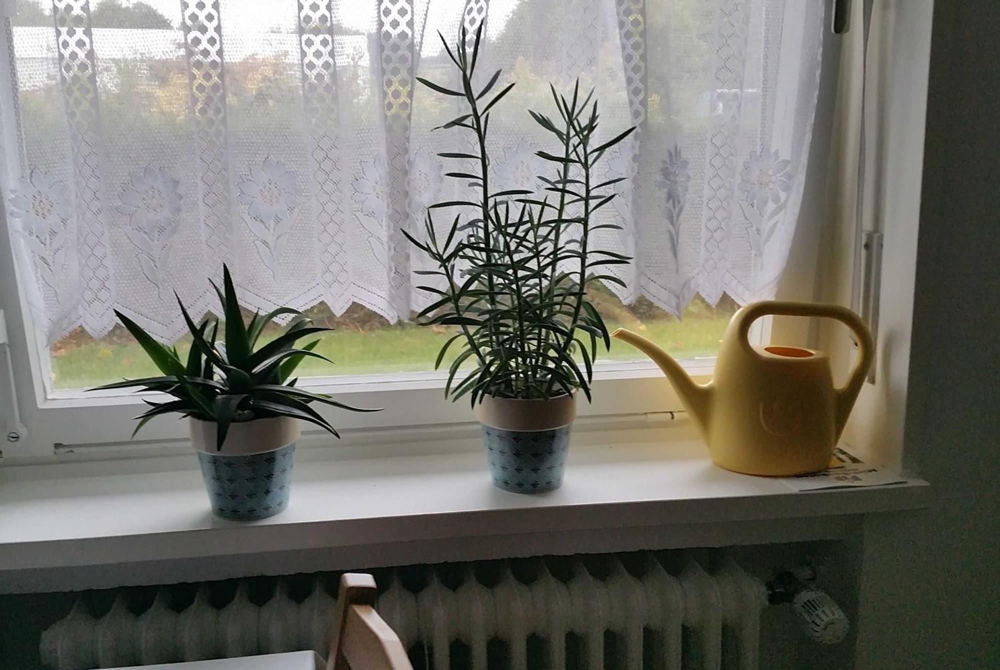 Ferienwohnung Rombachs Spatzennest Herbolzheim Exteriör bild